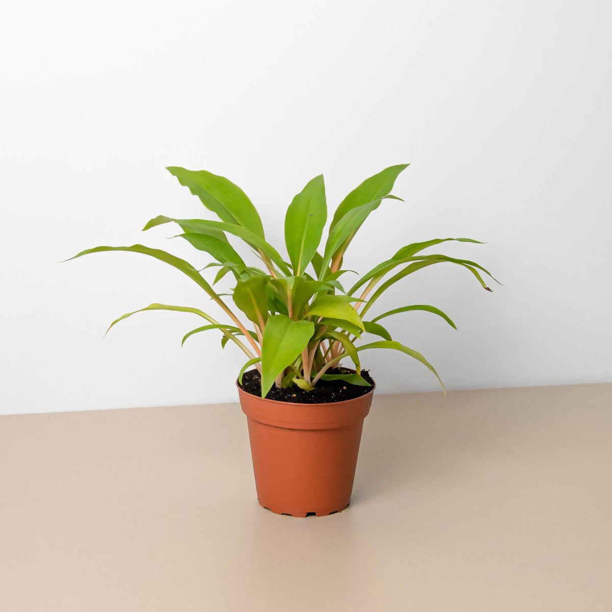 Spider Plant 'Fire Flash' - Garden Gets