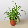 Spider Plant 'Hawaiian' - Garden Gets