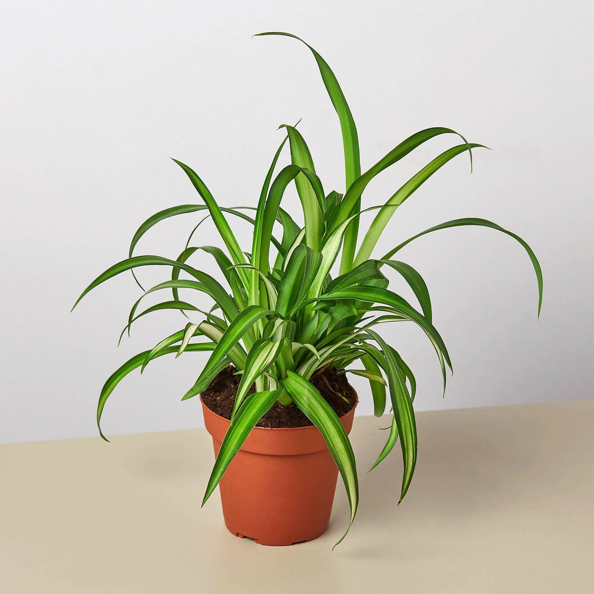 Spider Plant 'Hawaiian' - Garden Gets
