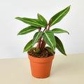 Stromanthe 'Sanguinea' - Garden Gets