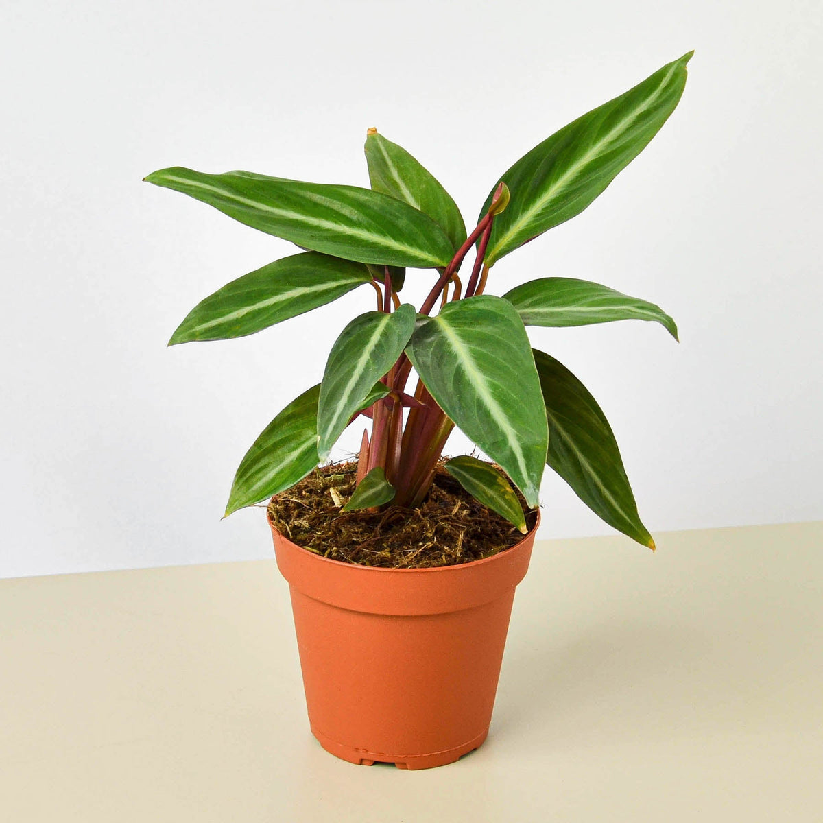 Stromanthe 'Sanguinea' - Garden Gets