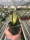 Succulent Aloe Solar Flare - Garden Gets