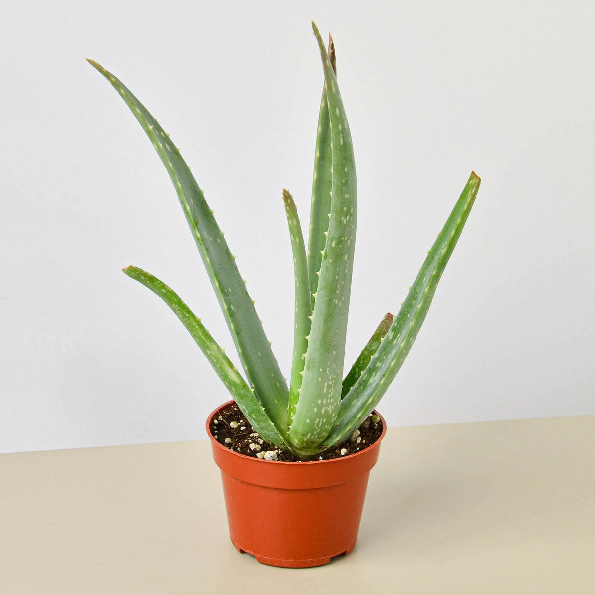 Aloe Vera - Garden Gets