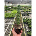 Boobie Cactus - Garden Gets