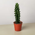 Succulent Cactus Ghost White Boobie - Garden Gets