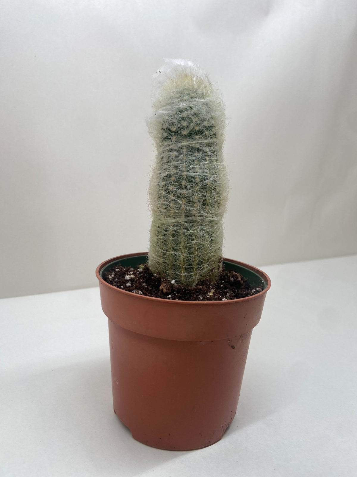 Cactus 'Old Man' - Garden Gets
