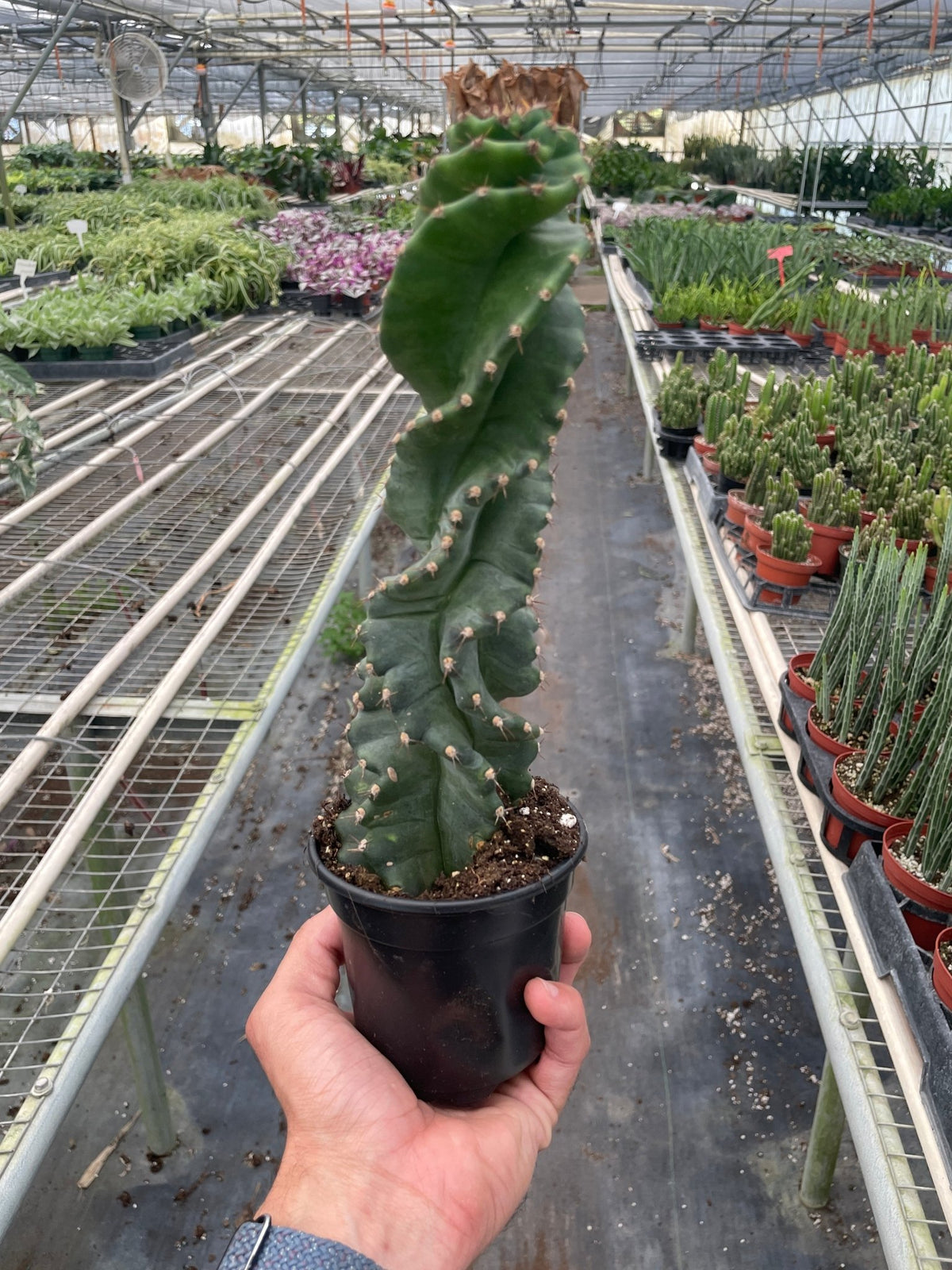 Cereus forbesii 'Spiralis' - Garden Gets