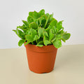 Succulent 'Ripple Jade' - Garden Gets