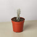 4" Succulent Euphorbia 'Dragon Bone' - Garden Gets