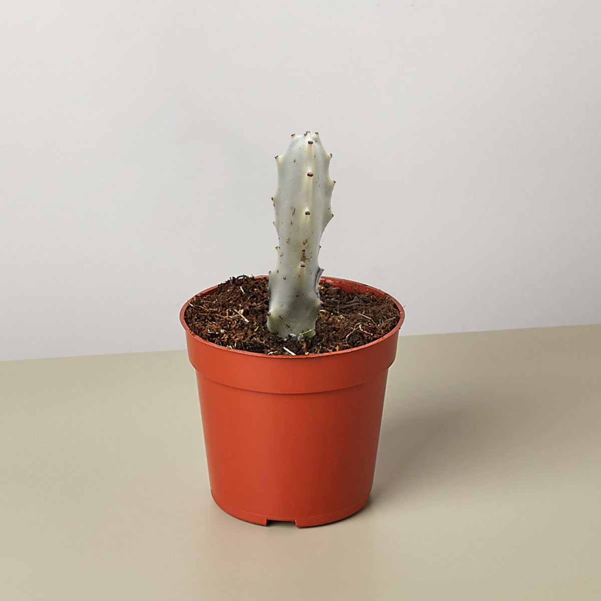 4" Succulent Euphorbia 'Dragon Bone' - Garden Gets