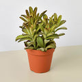Kalanchoe Tomentosa 'Chocolate Soldier' Succulent - 4" Pot - Garden Gets