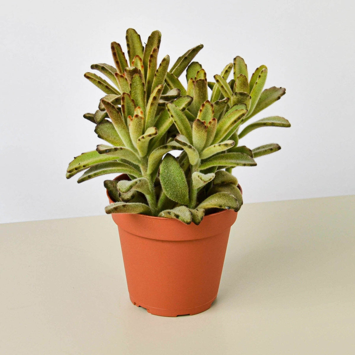 Kalanchoe Tomentosa 'Chocolate Soldier' Succulent - 4" Pot - Garden Gets