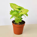 Syngonium 'Gold' - Garden Gets