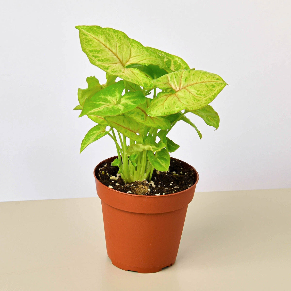 Syngonium 'Gold' - Garden Gets