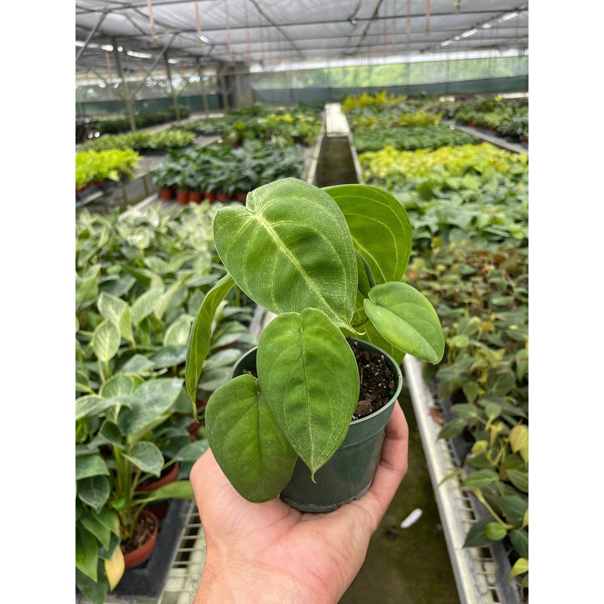 Syngonium 'Ice Frost' - Garden Gets