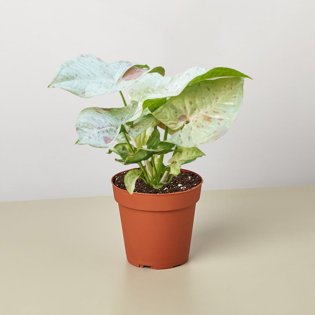 Syngonium 'Milk Confetti' - Garden Gets