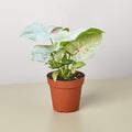 Syngonium 'Milk Confetti' - Garden Gets