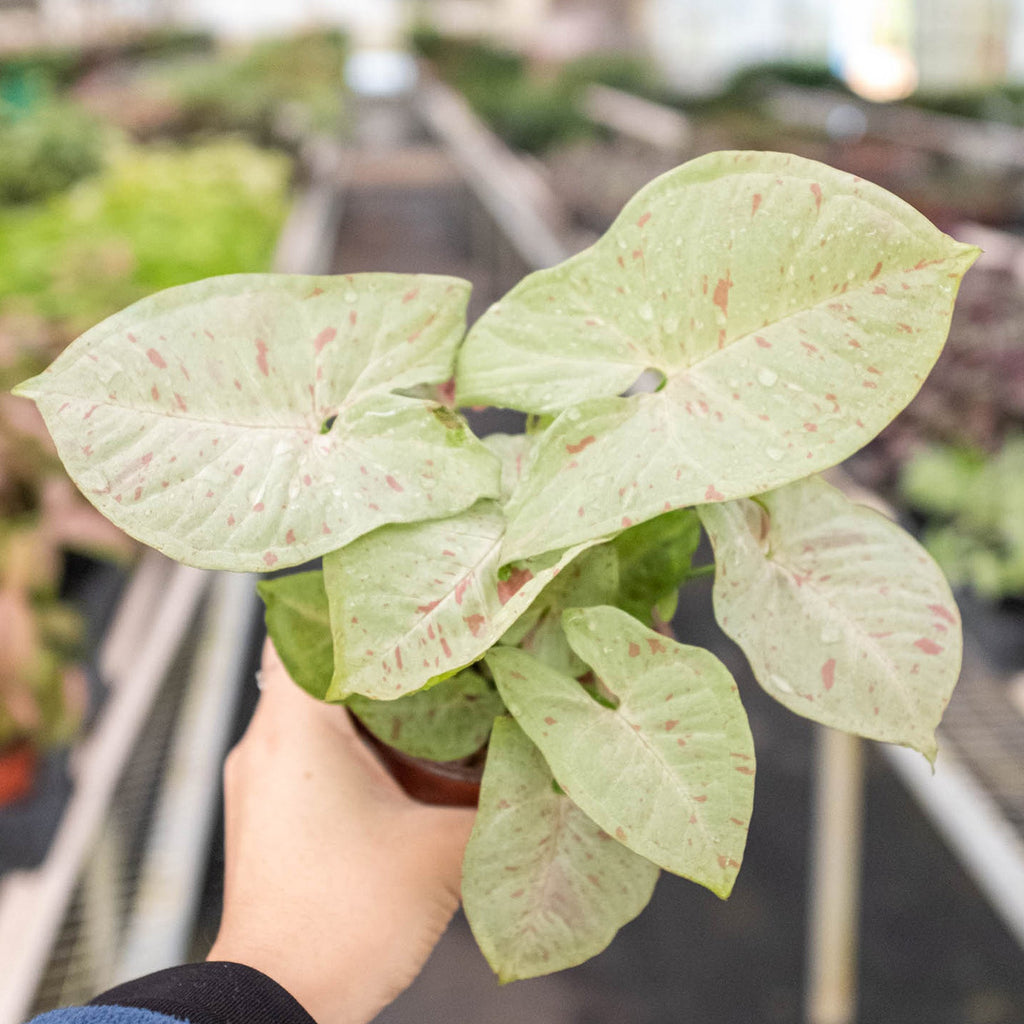 Syngonium 'Milk Confetti' - Garden Gets