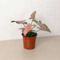 Syngonium 'Pink Splash' - 4" Pot - Garden Gets