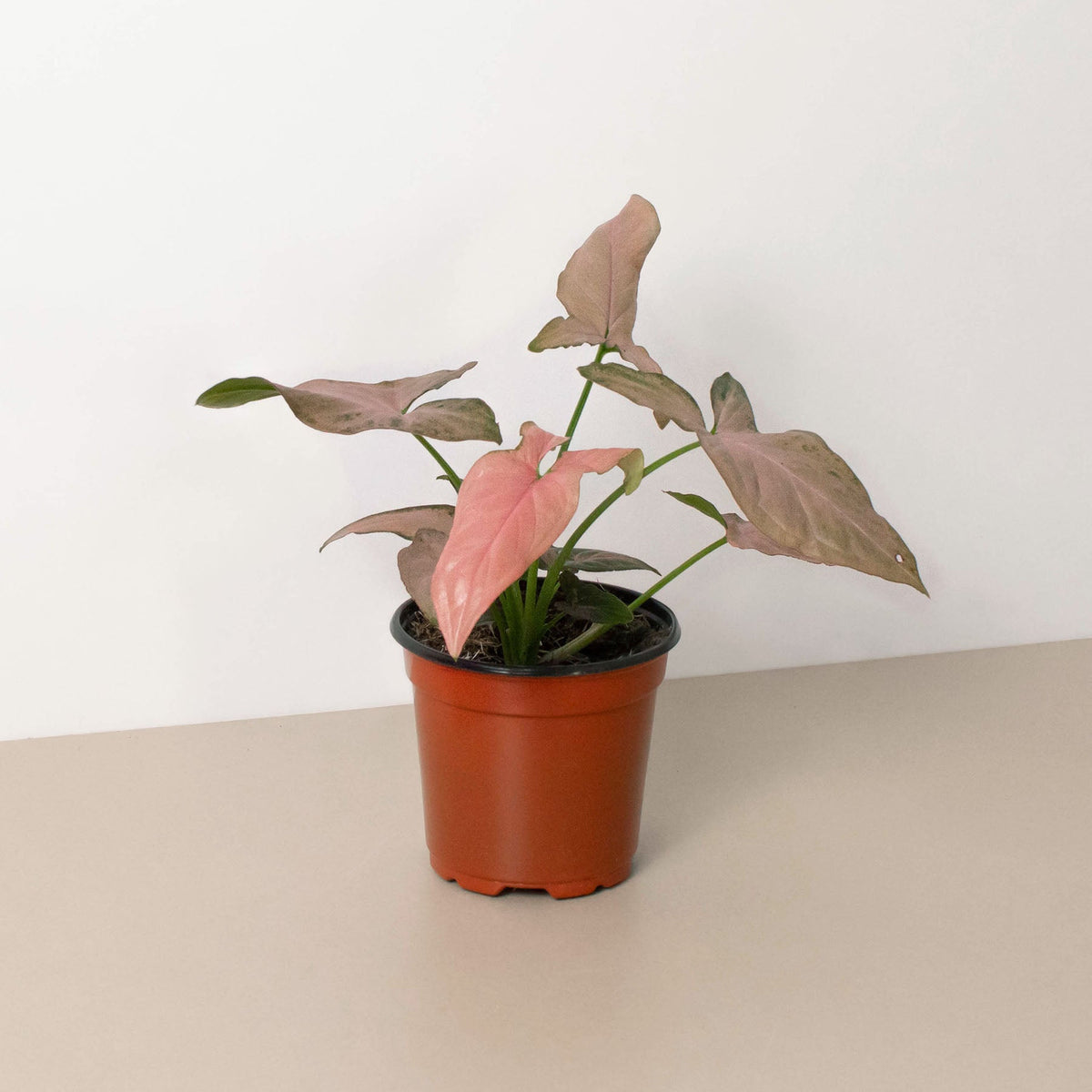 Syngonium 'Pink Splash' - 4" Pot - Garden Gets