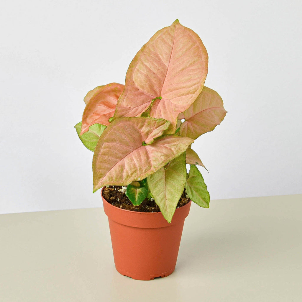 Syngonium 'Strawberry' - Garden Gets