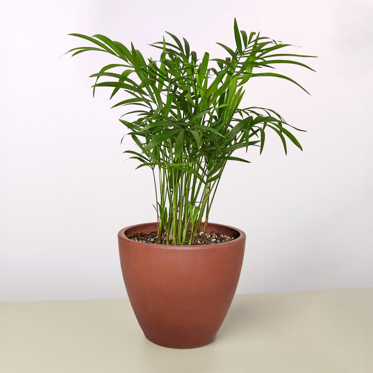 Black and TerraCotta Eco Pots - Garden Gets