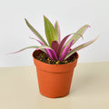 Tradescantia 'Oyster Plant' - Garden Gets
