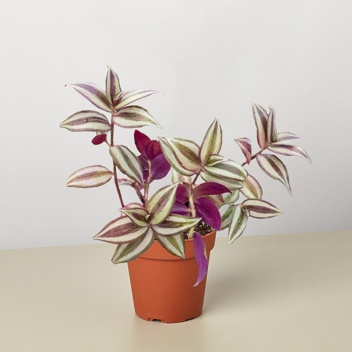 Tradescantia Zebrina 'Wandering Dude' - Garden Gets