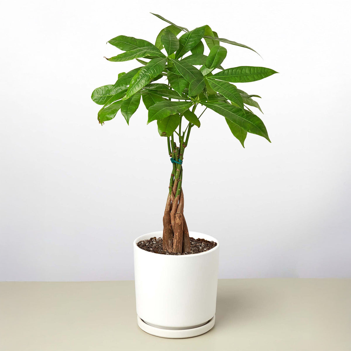 Money Tree 'Guiana Chestnut' Pachira Braid - Garden Gets