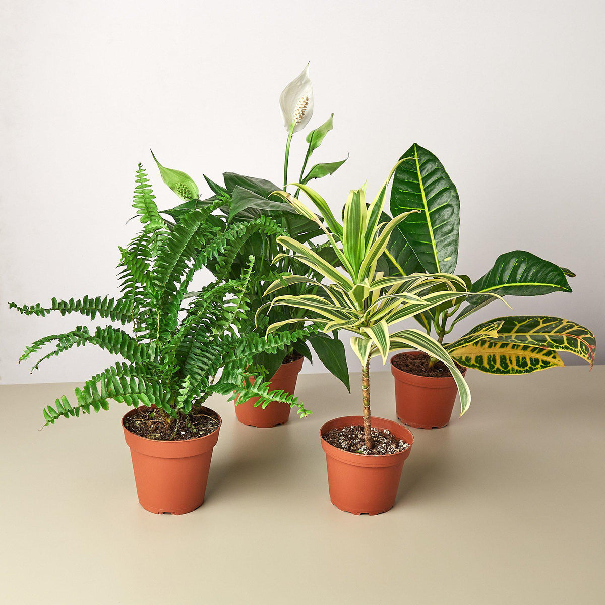Air Purifying Variety Bundle - Garden Gets