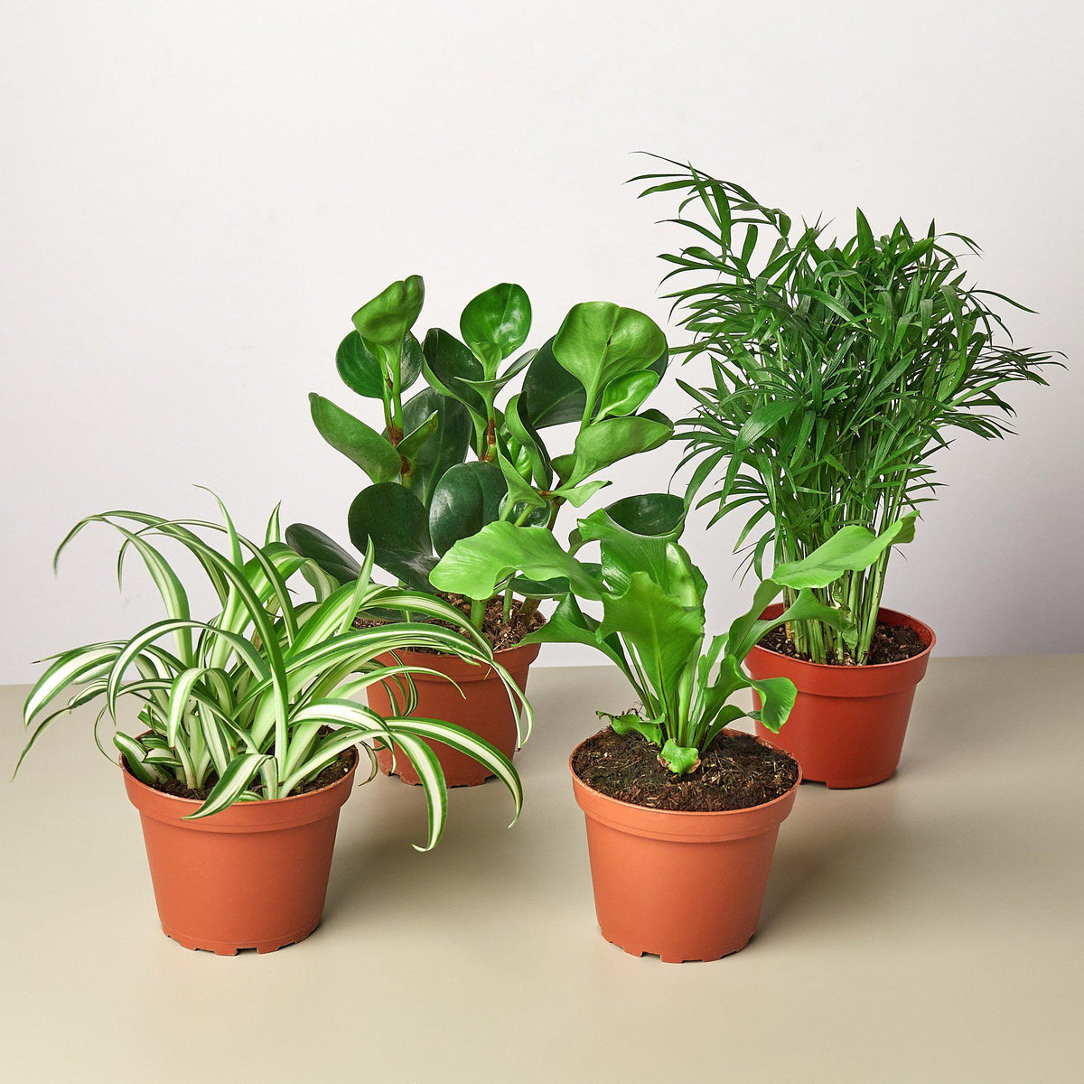 Pet Friendly Variety Bundle - Garden Gets