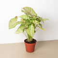 Syngonium 'Confetti' - Garden Gets