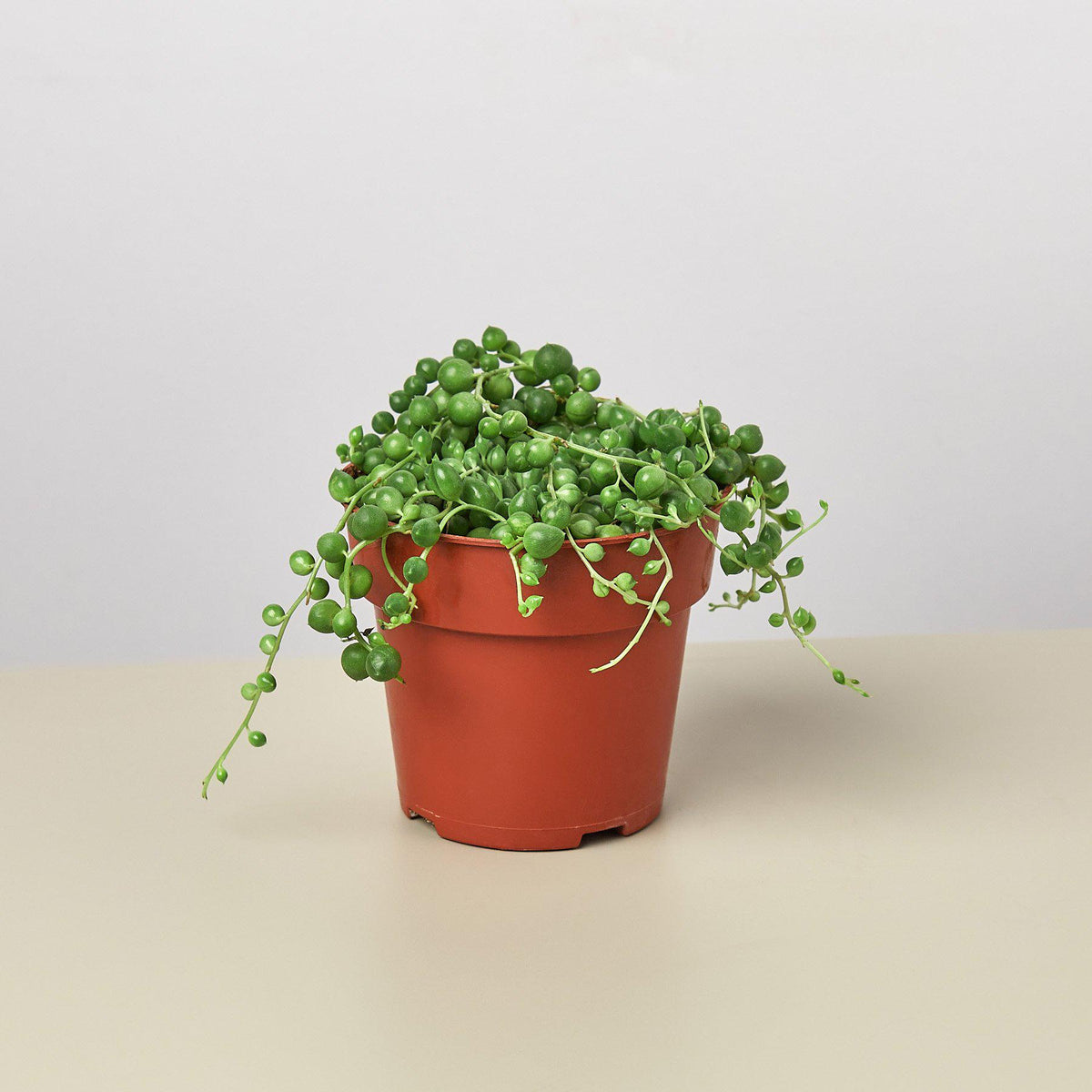 Succulent 'String of Pearls' - Garden Gets