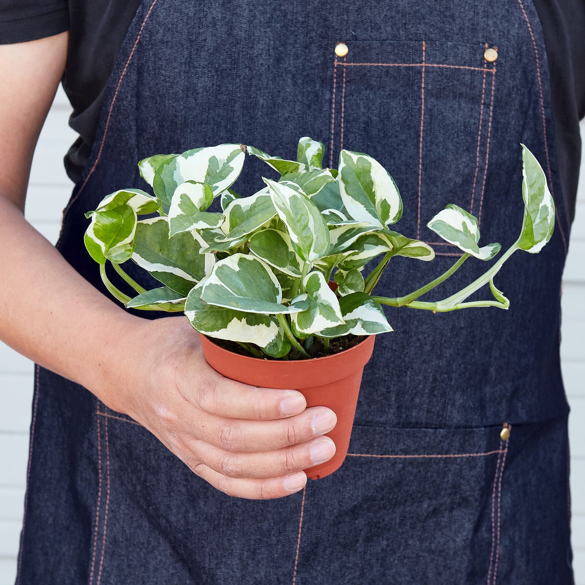 Pothos 'N'joy' - Garden Gets