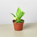 Philodendron 'Moonlight' - Garden Gets