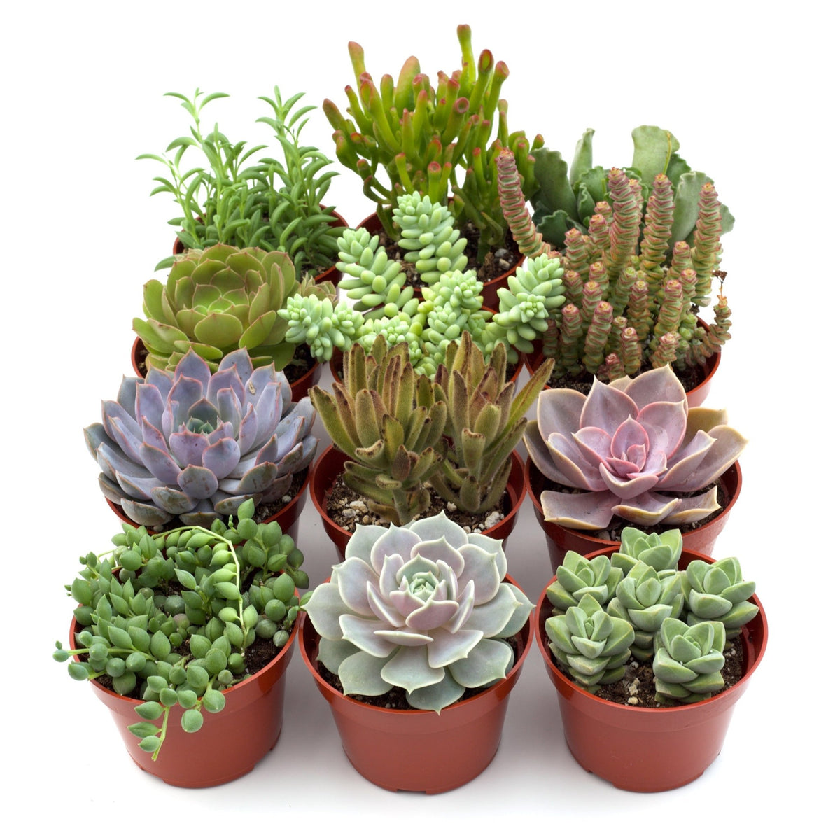 Assorted Succulent Variety - Garden Gets