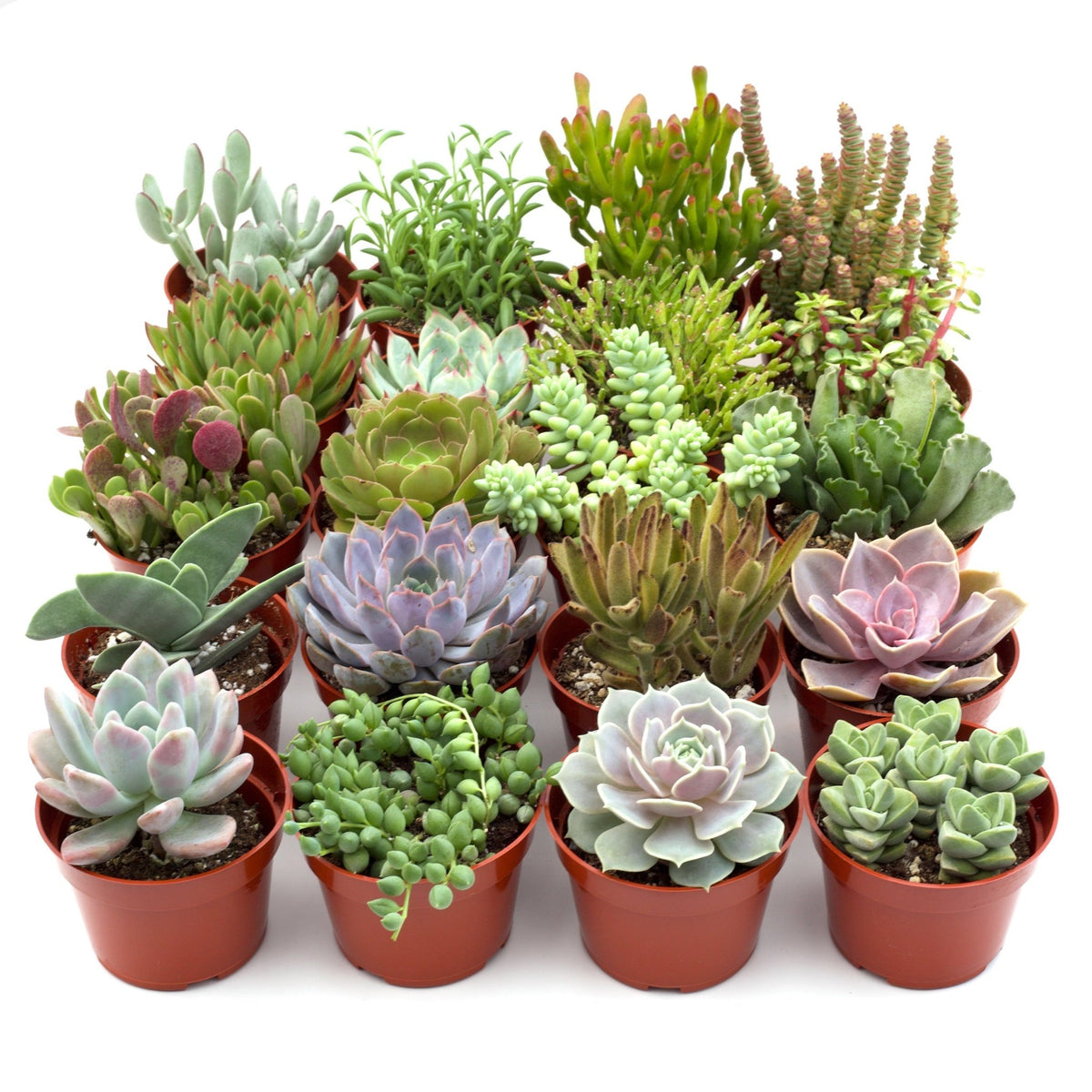 Assorted Succulent Variety - Garden Gets