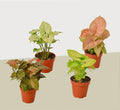 4 Different Syngonium Plants - Arrowhead Plants / 4" Pot / Live Plant - Garden Gets