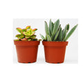 2 Succulent Variety Pack / 4" Pot / Live Home and Garden Plant - Garden Gets