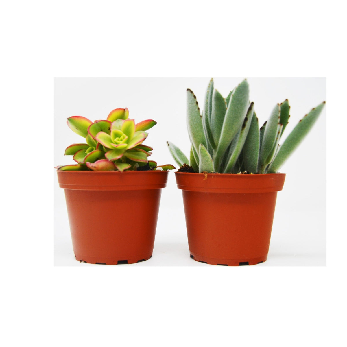 2 Succulent Variety Pack / 4" Pot / Live Home and Garden Plant - Garden Gets
