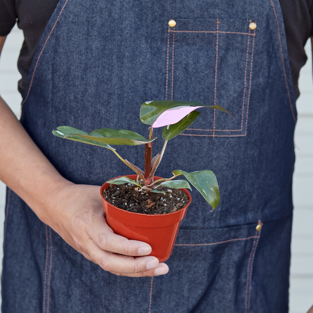 Philodendron 'Pink Princess' - Garden Gets
