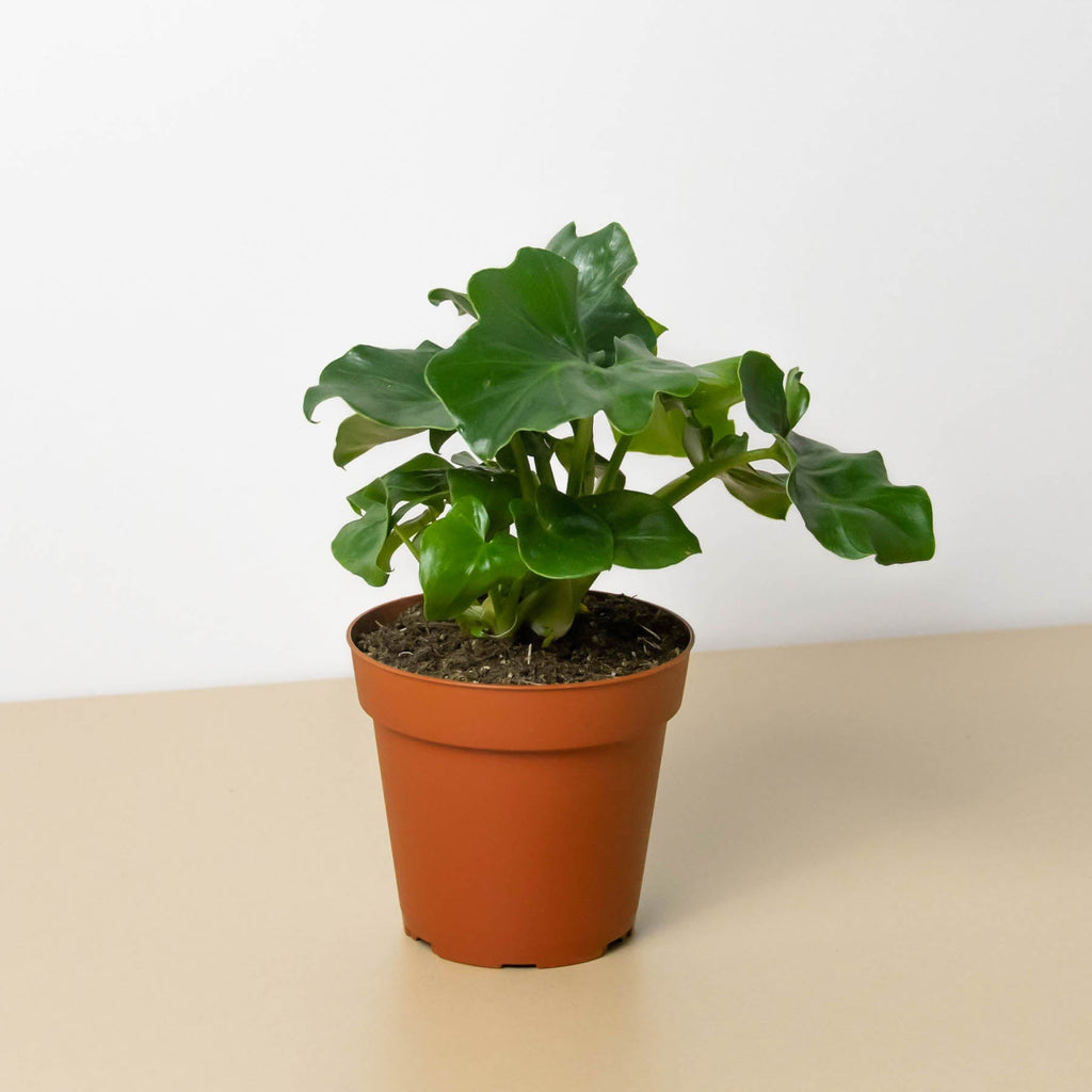 Philodendron 'Atom' - Garden Gets