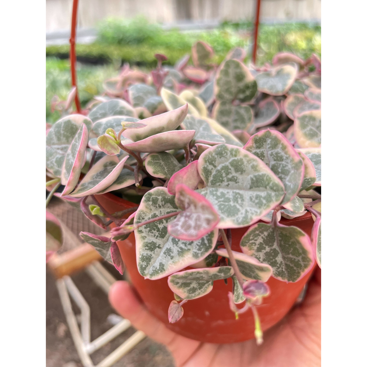 String of Hearts Variegated - Garden Gets