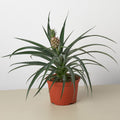 Bromeliad 'Yellow Pineapple' - Garden Gets