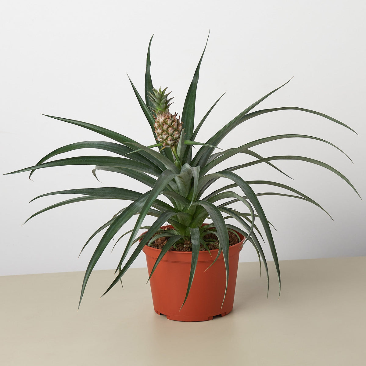 Bromeliad 'Yellow Pineapple' - Garden Gets