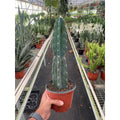 Succulent Cereus Cuddly Cactus - Garden Gets