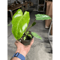 Philodendron 'Paraiso Verde' - Garden Gets