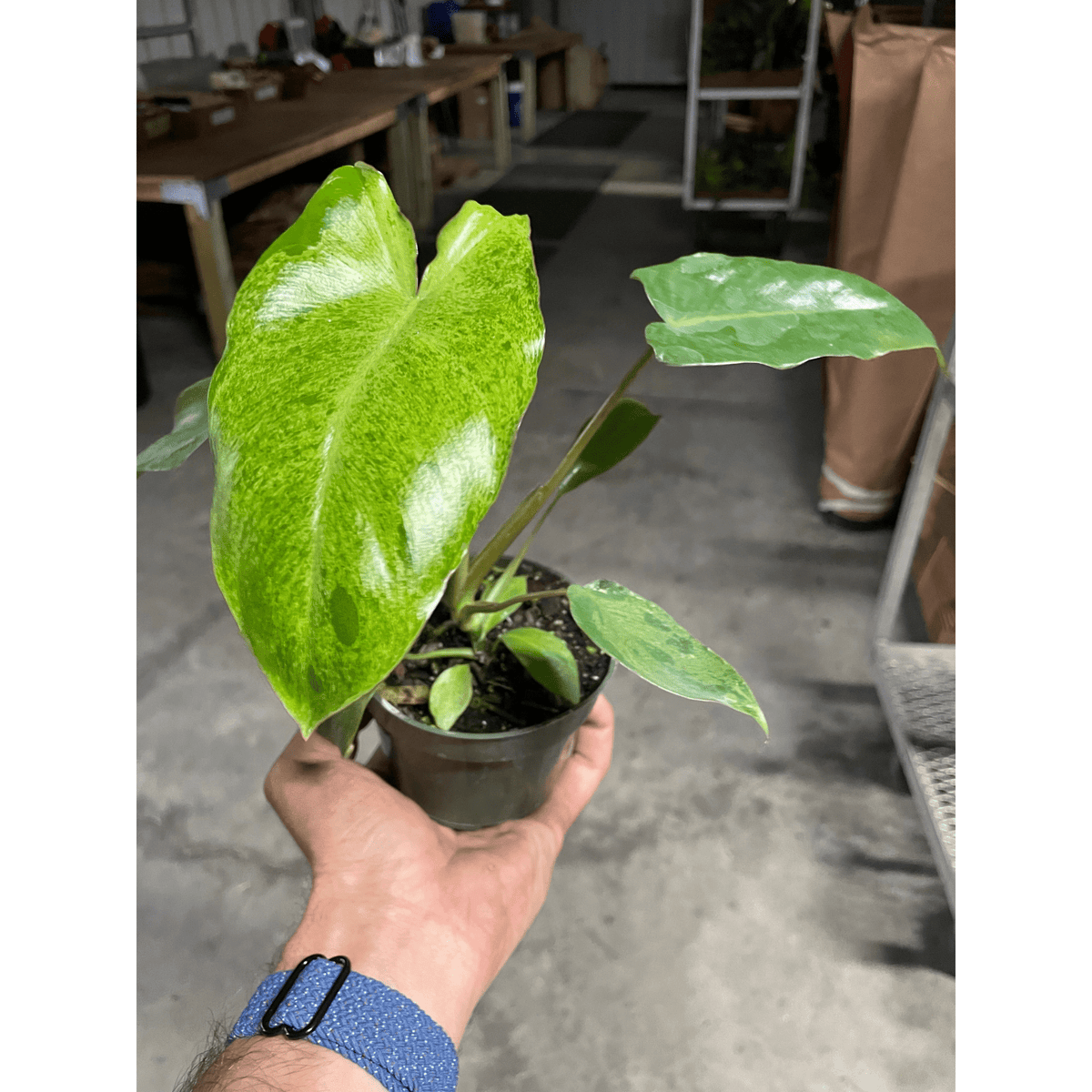 Philodendron 'Paraiso Verde' - Garden Gets