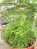 Fern 'Asparagus' - Garden Gets