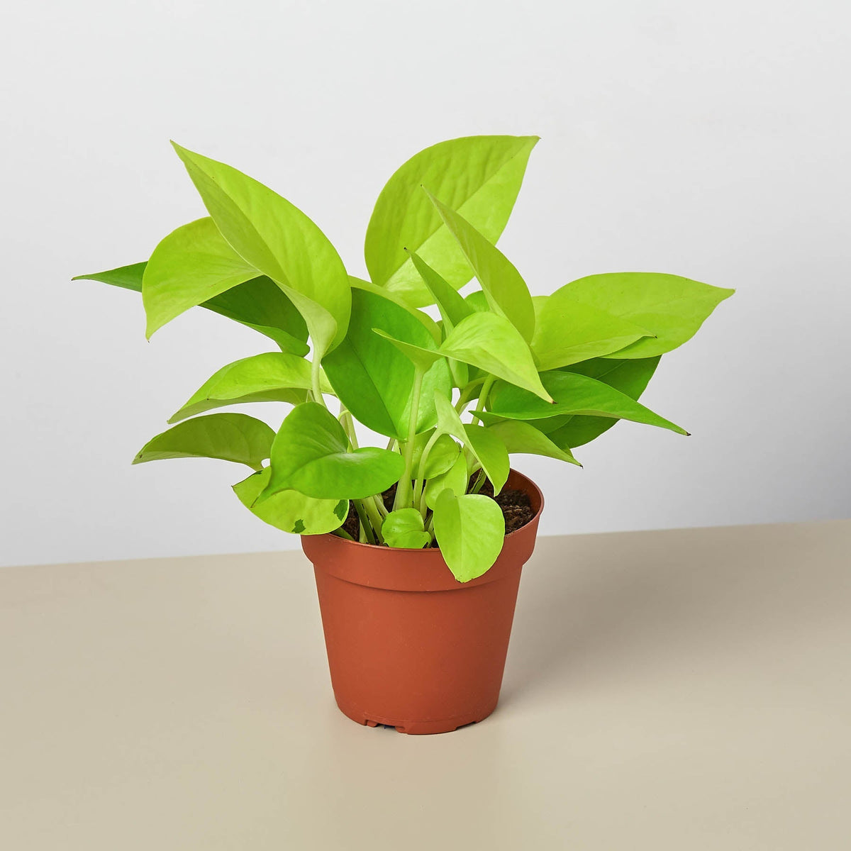 Pothos 'Neon' - Garden Gets